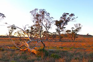 Outback Western Australia