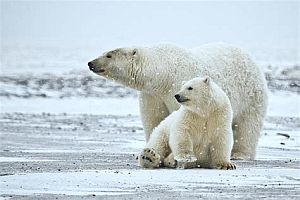 Polar bears