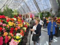 Ballarat Begonias